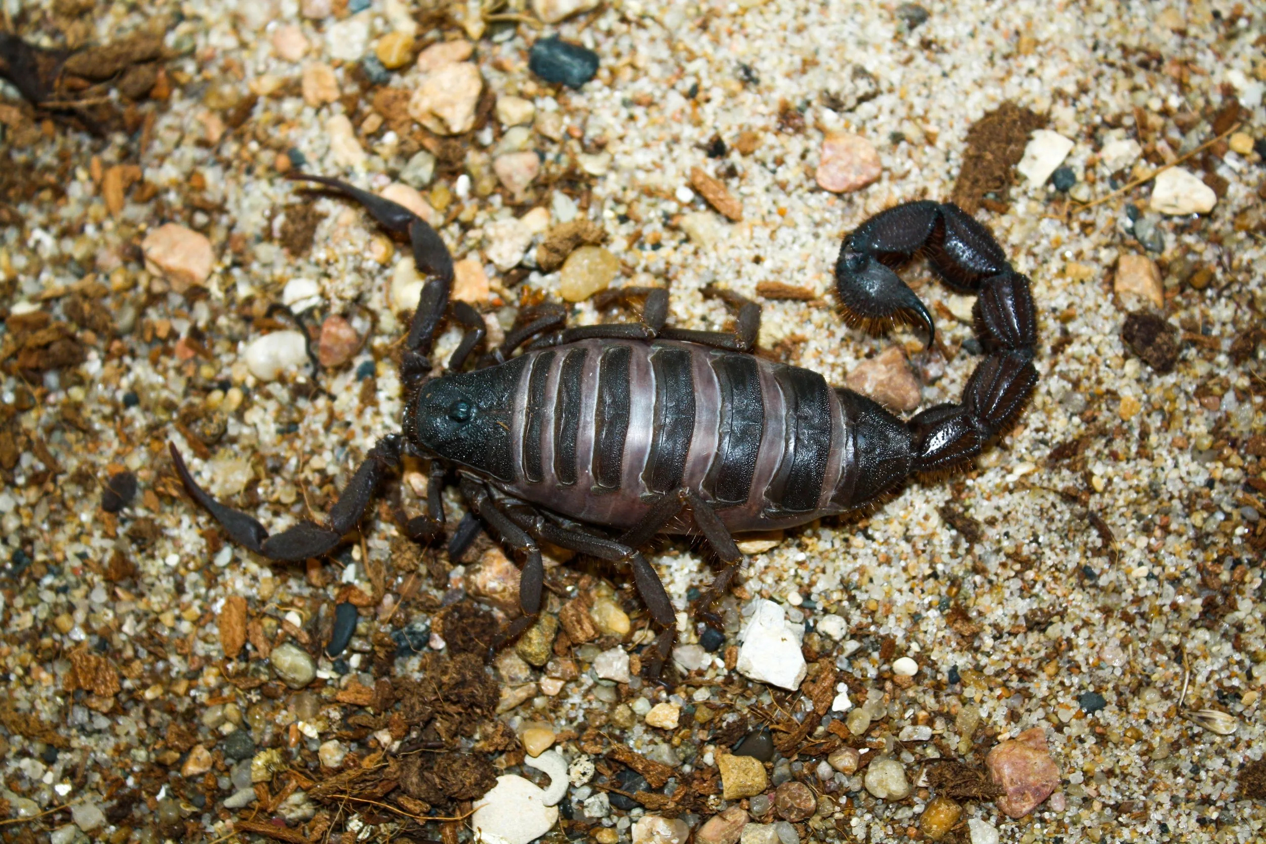 Parabuthus villosus Black (Black Hairy Thicktail Scorion